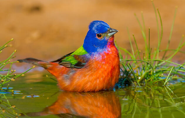 Let's Go Birding Together! Birds, Beer & Wine