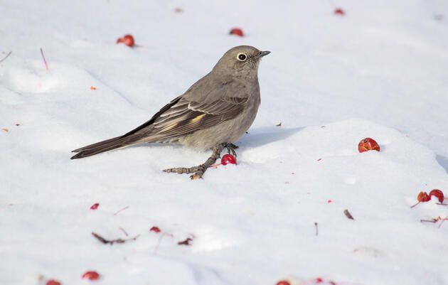 Library Storytime at LaFarge Branch