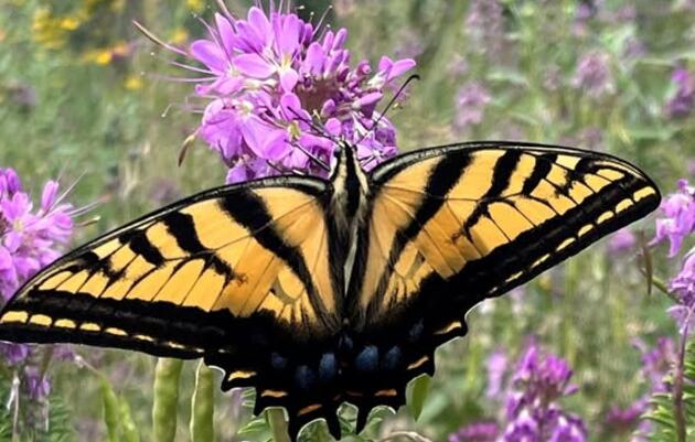 Guided Butterfly Walk