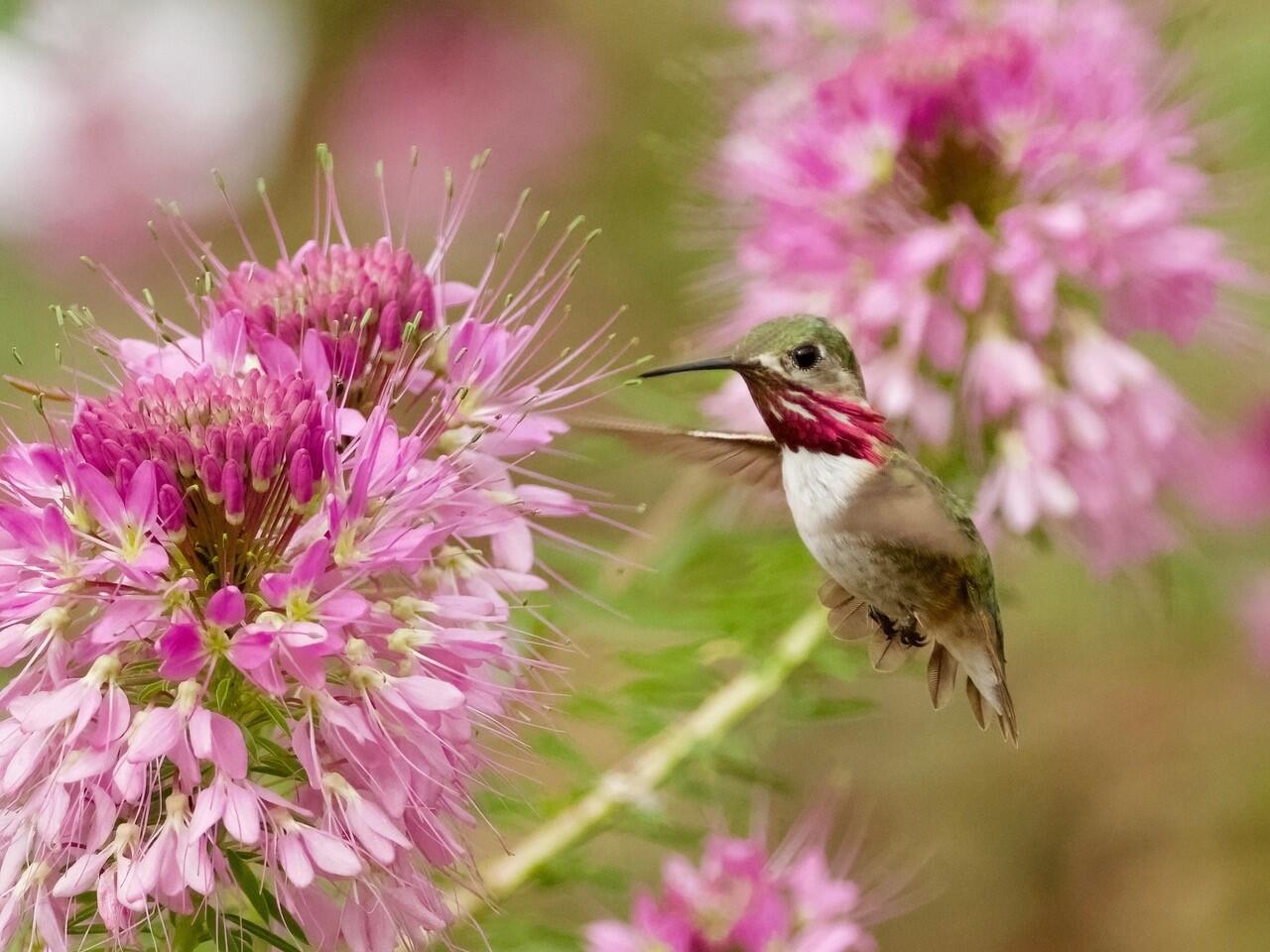 Calliope Hummingbird on Rocky Mountain Penstemon