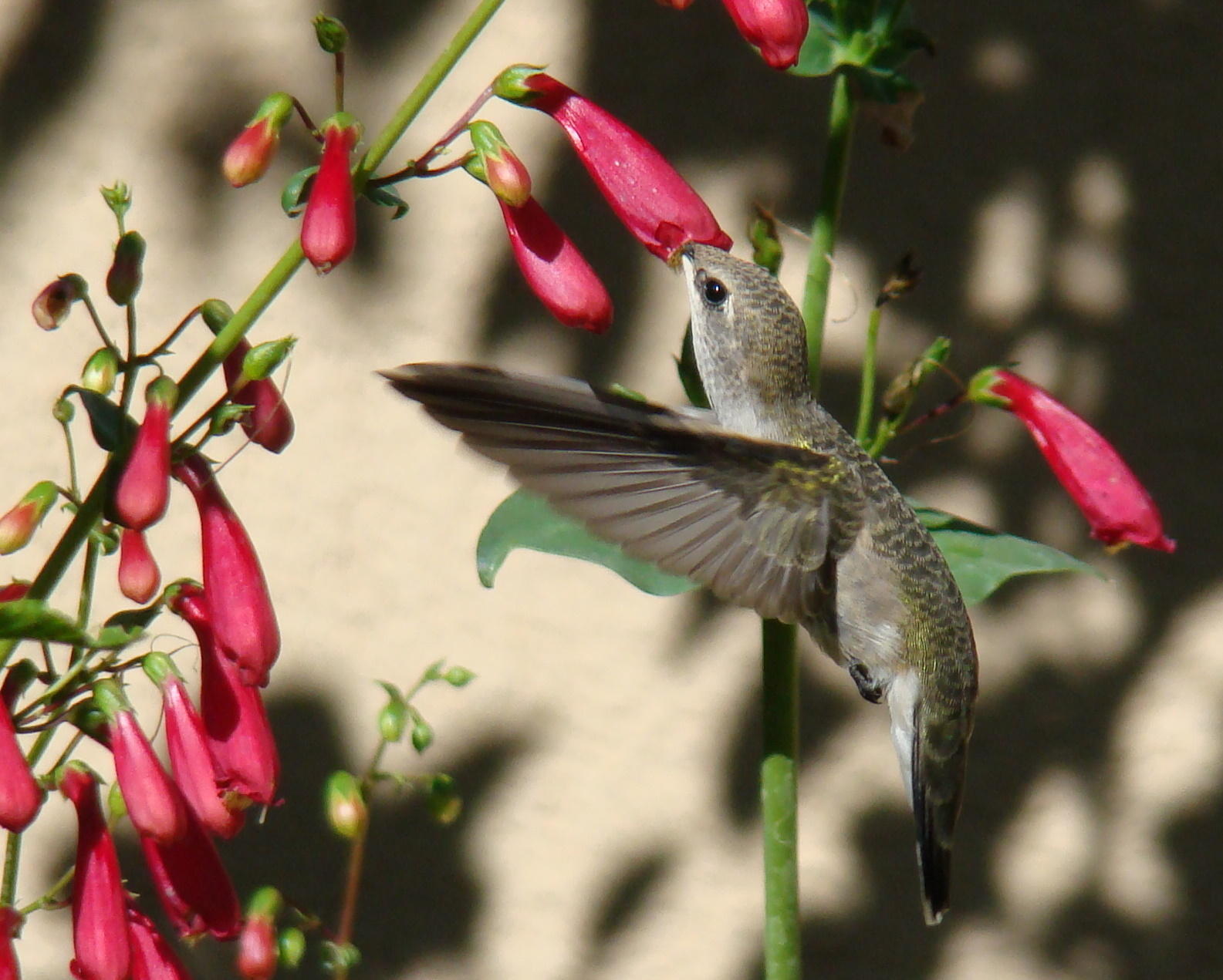 Native Plants For Birds | Randall Davey Audubon Center & Sanctuary